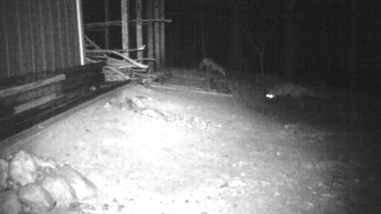 Foxes Near the Hen House YouTube