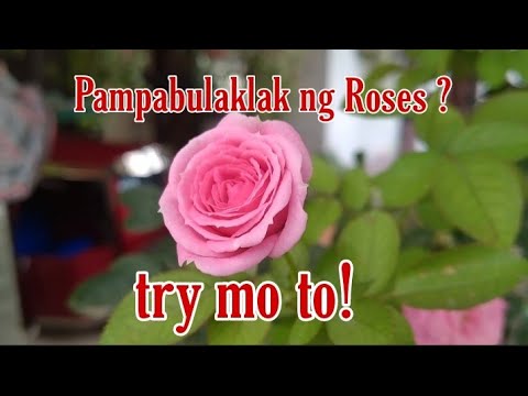 Video: Pagpapalaki ng mga Miniature Roses sa mga Container: Pag-aalaga sa Container Miniature Roses