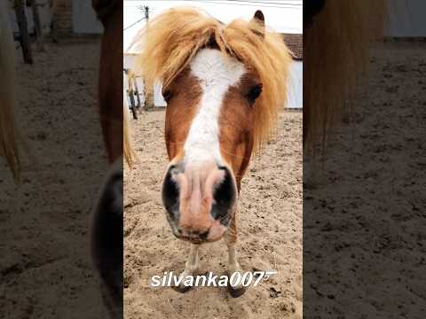 HORSE WITH A FUNNY HAIRSTYLE 😁 horse riding school horses of youtube #horse #horseback #horseriding