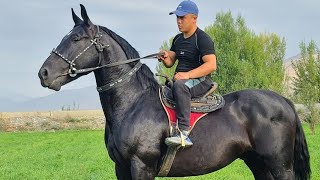 картинка: Азия    🇰🇬🐎🇺🇿🐎🇰🇿🐎🇮🇷💥