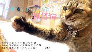 【新生活】絶対、成猫を保護したくなる動画がこちら