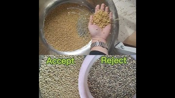 s32 mini color sorter sorts soybeans#soybean