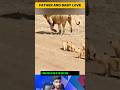 Lion Cubs Can’t Stop Following Their Father