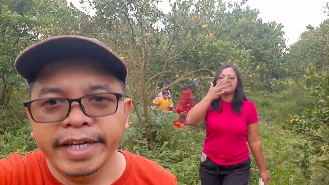 MENGAMBIL JERUK KIMORA