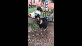 Galinhas Frisadas 120620...