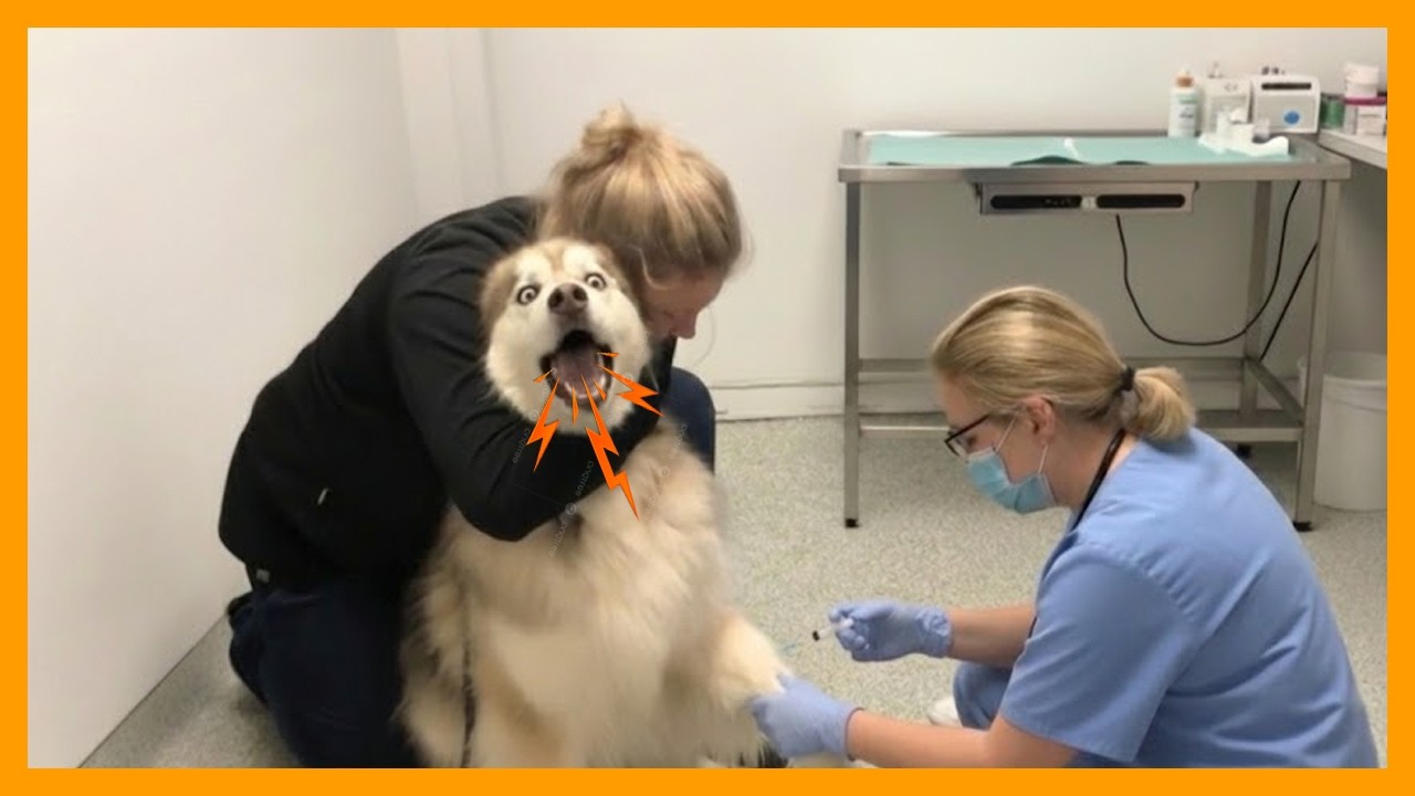 Dogs Going To The Vet For The Very First Time 🤣🐶 Funniest Dog Reactions Part 5