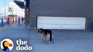German Shepherd Waits 6 Hours Outside Walmart Until Someone Stops The Dodo