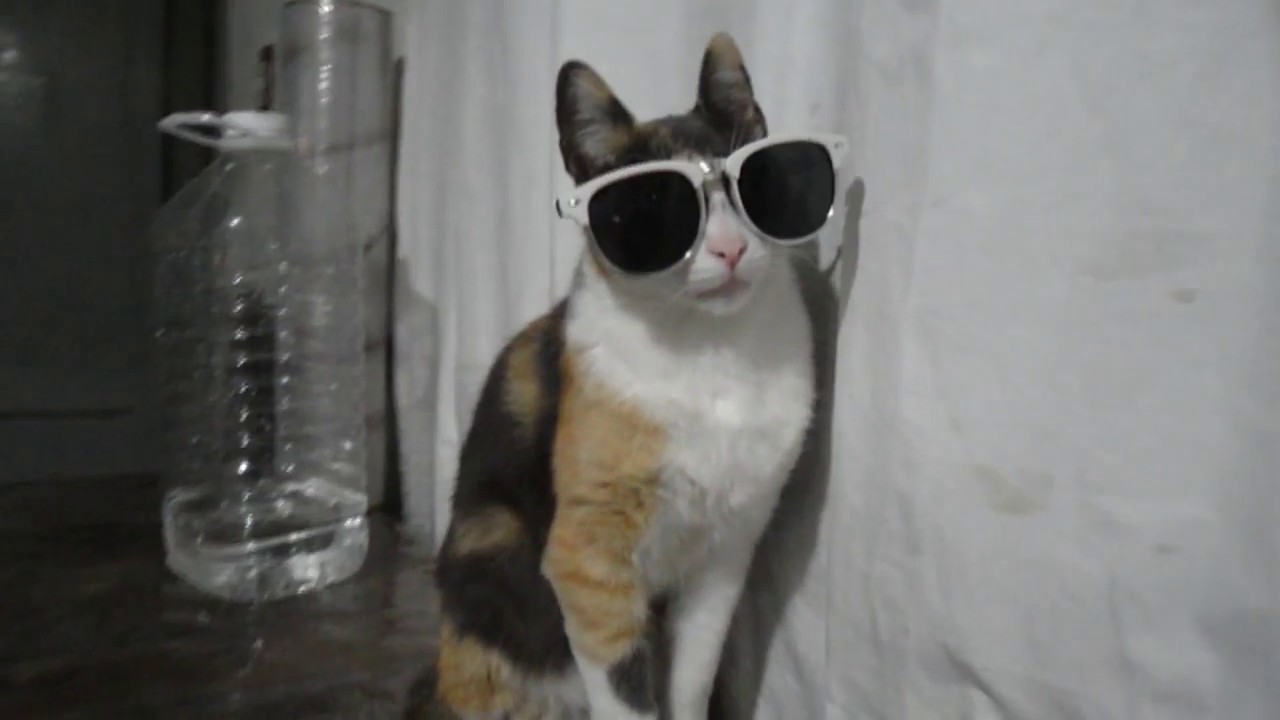 cool cat with glasses lookin fresh 