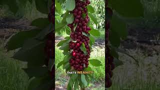 Huge cherries still 10 days before harvest