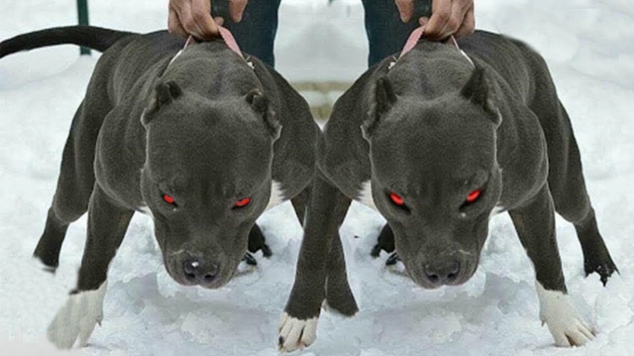 10 scariest dogs