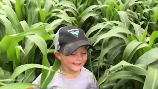 Chopping Organic Forage Sorghum 2019