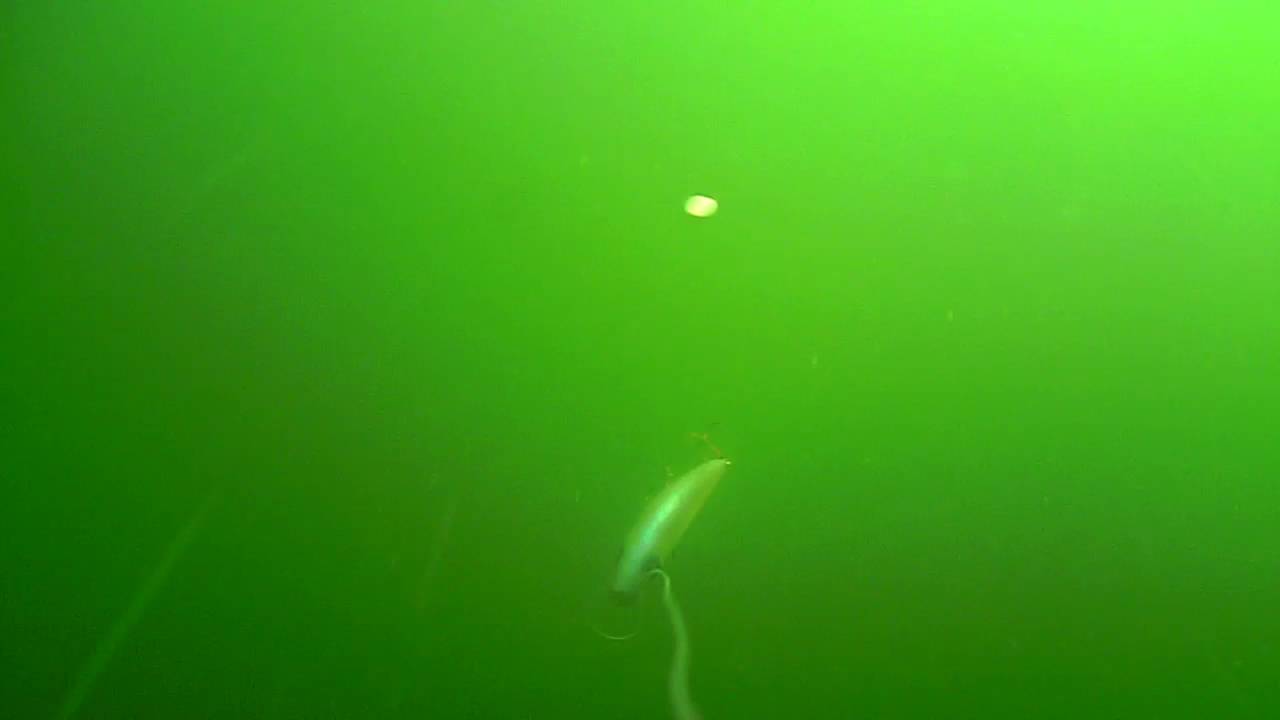 Blue Water Baits 9 inch Cisco @ 5mph