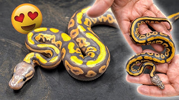 First Holdback Snake Of 2023! Mind blowing combo.