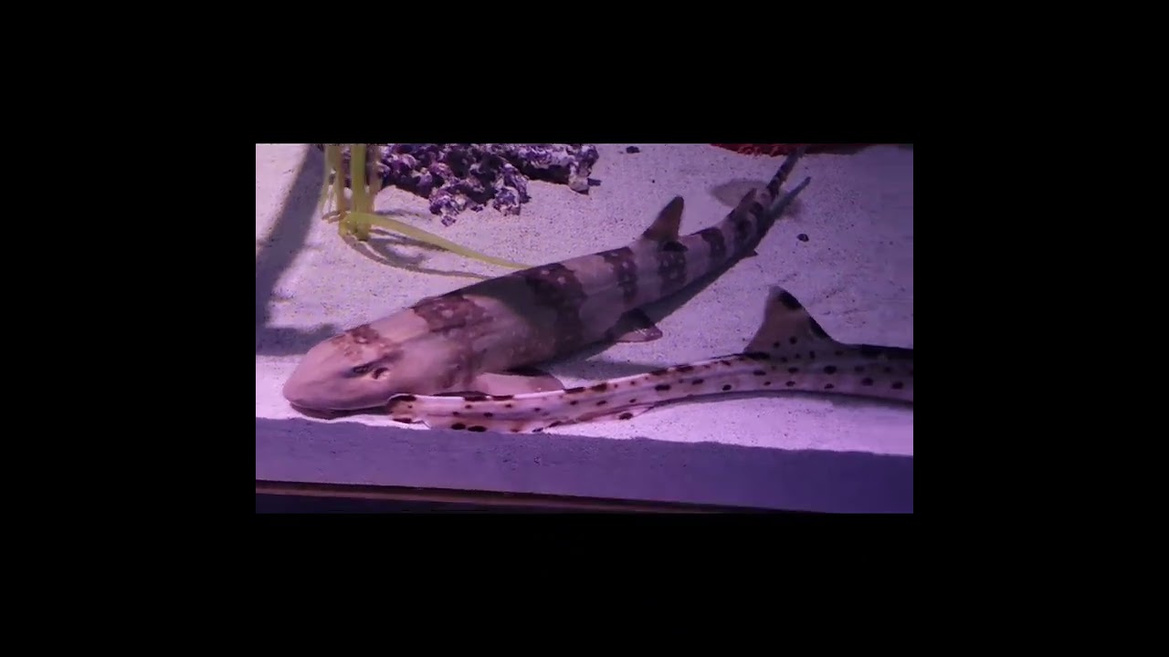 MerTailor Mermaid Encounter