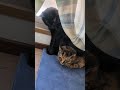 野良猫 3匹 #shortsfeed #shorts