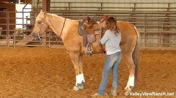 Super Yellow Smoke***For info, price, etc., go to our website*** Valley View Ranch