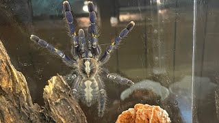 極美タランチュラ、グーティサファイアオーナメンタル Poecilotheria 