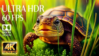 4K HDR 60fps Dolby Vision with Animal Sounds & Peaceful Music (Colorful Dynamic) 14