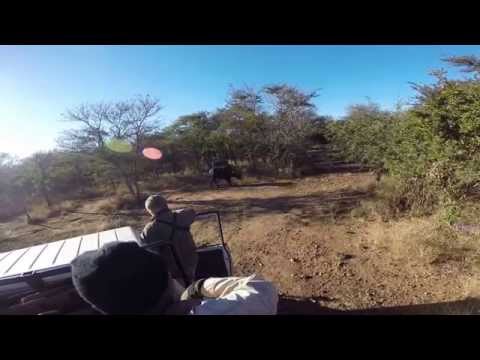 Cape Buffalo Charges Truck!