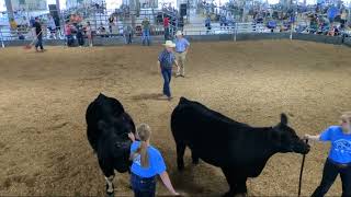 4-H/FFA Beef Cattle Show at 2023 Lancaster County Super Fair 