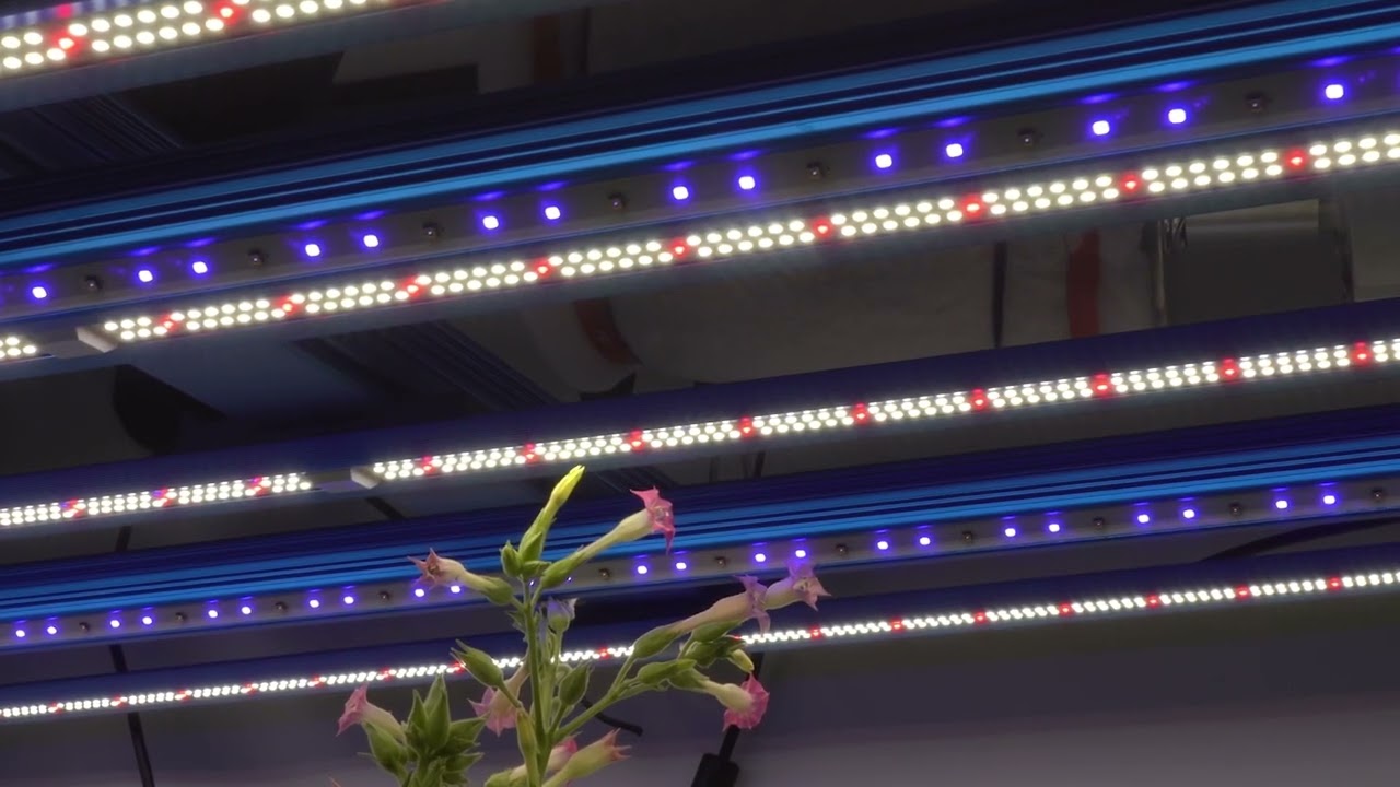 UV folding plant grow light 