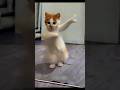 cat gana Kaun chalaya🫢#cat #shorts