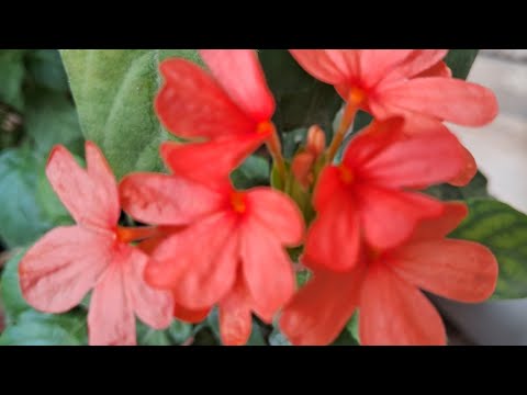 #chukamali#koni#flowers#harvast