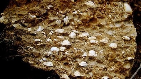 Bivalves fossils - Cyprus