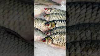 Which fishes can be farmed in biofloc fish farming? Part 01 | #Shorts