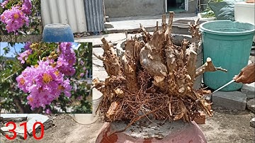 Bằng lăng+ Cóc Gl 23/9 LH 0944705537