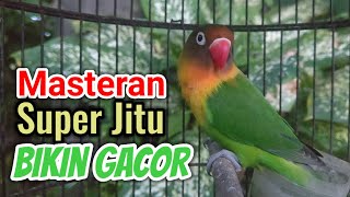 Suara Lovebird JITU Banyak LABET Ikut Terpancing Emosi Dan BUNYI | Masteran Lovebird 2024