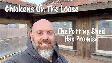 The Potting Shed Has Promise//Chickens On The Loose