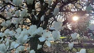 Magnolia Tree in Bloom