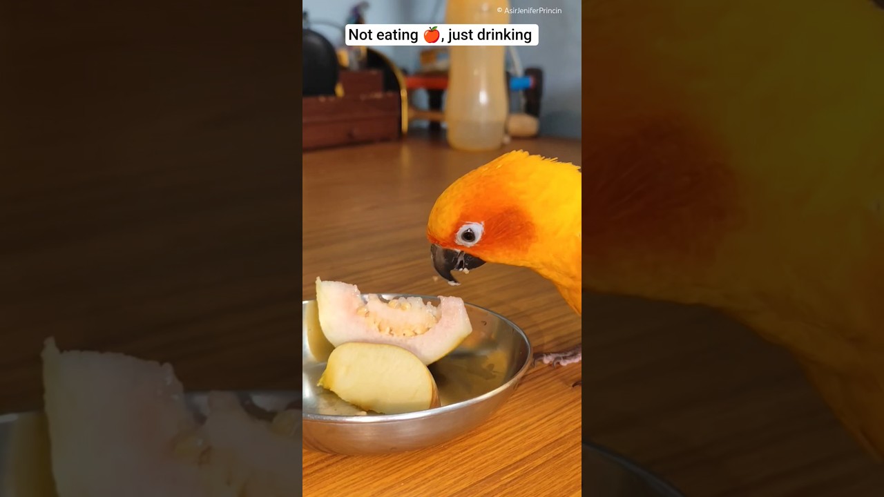 Ешь или пьёшь яблоко 