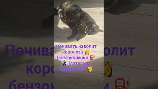 #dream #толстаяcat #cat #funny #pets #love #cats #sleep #catshorts #furry #catvideos #kitty #кошка 🐱