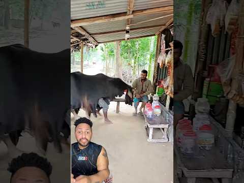 البقره الي مش بقره 