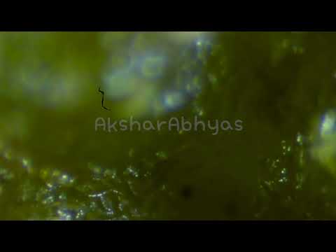 Microscope (1000x) - Dried Lemon Peel With Little Moisture HD 720p