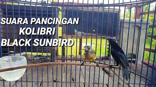 Suara burung Kolibri Black sunbird, jitu untuk pancingan