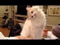 Hard TRY NOT TO LAUGH CHALLENGE - Funny ANIMAL compilation