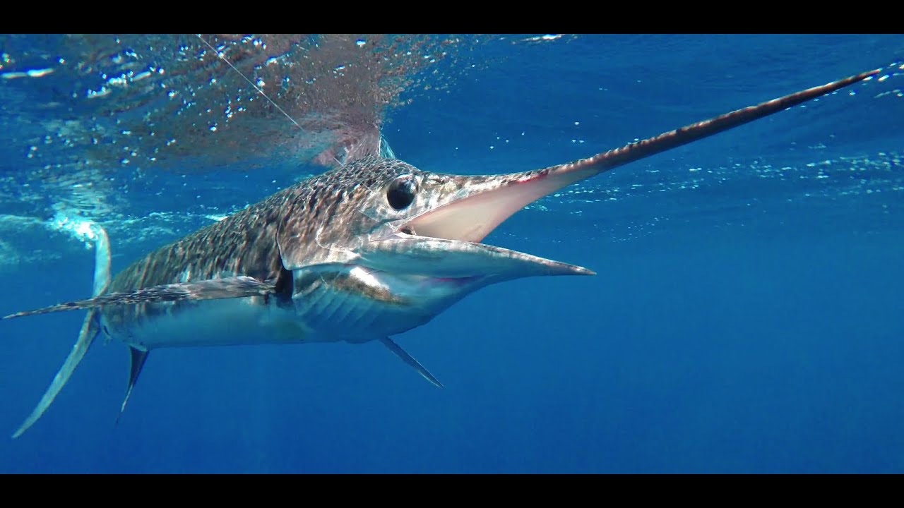 Striped Marlin Fishing Cabo 🔥 Family Trip on a 60ft Hatteras!