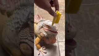 Feeding My Large Iguana - Rocket The Iguana