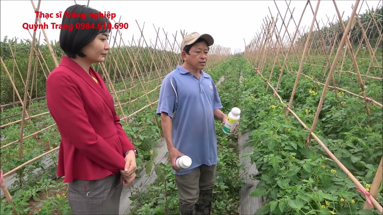 Xử lý bệnh héo xanh, mốc sương hại cà chua hiệu quả 