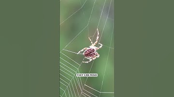 Why Don’t Spiders Get Stuck in Their Own Webs? #spider #spiders #spidershorts #nature