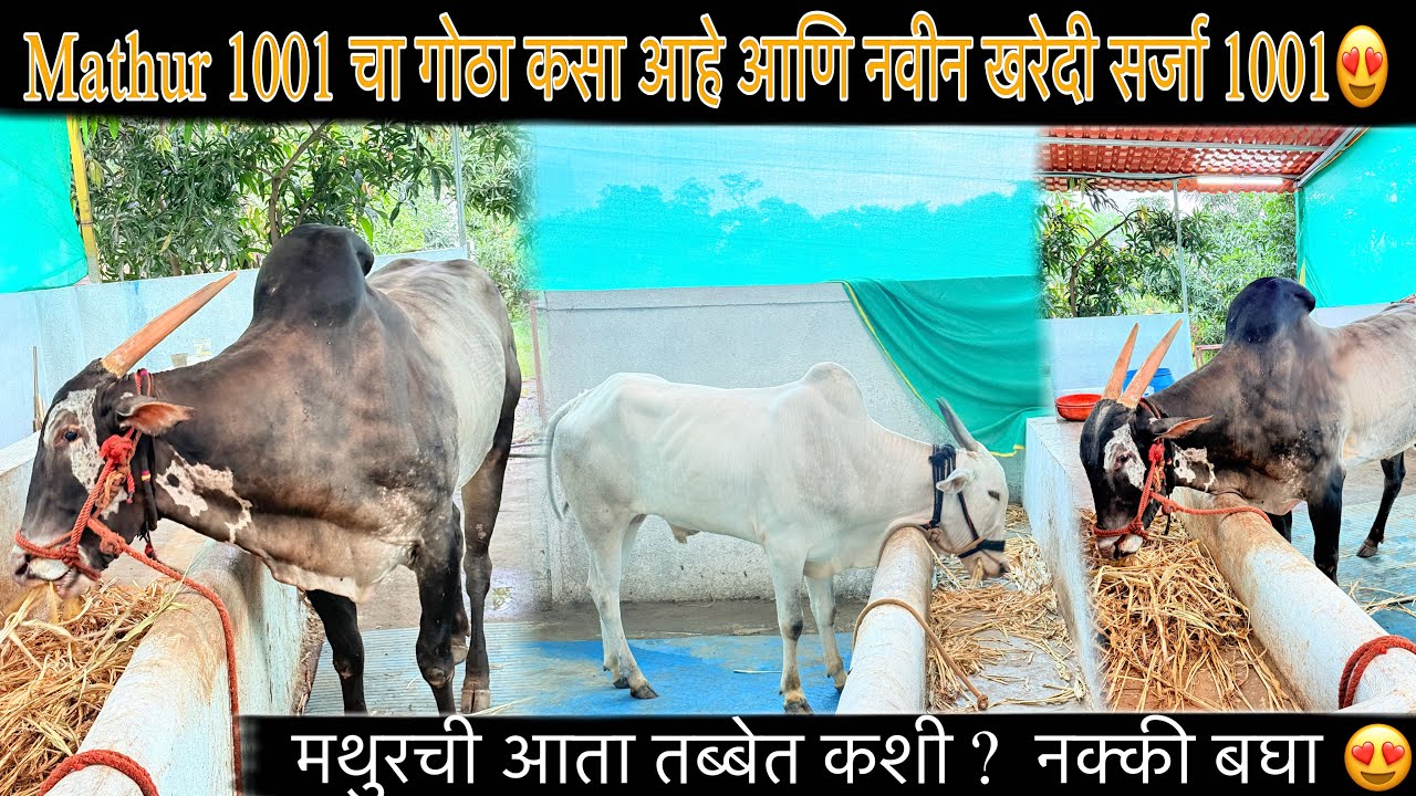 Mathur 1001 चा गोठा कसा आहे आणि नवीन खरेदी सर्जा 1001😍