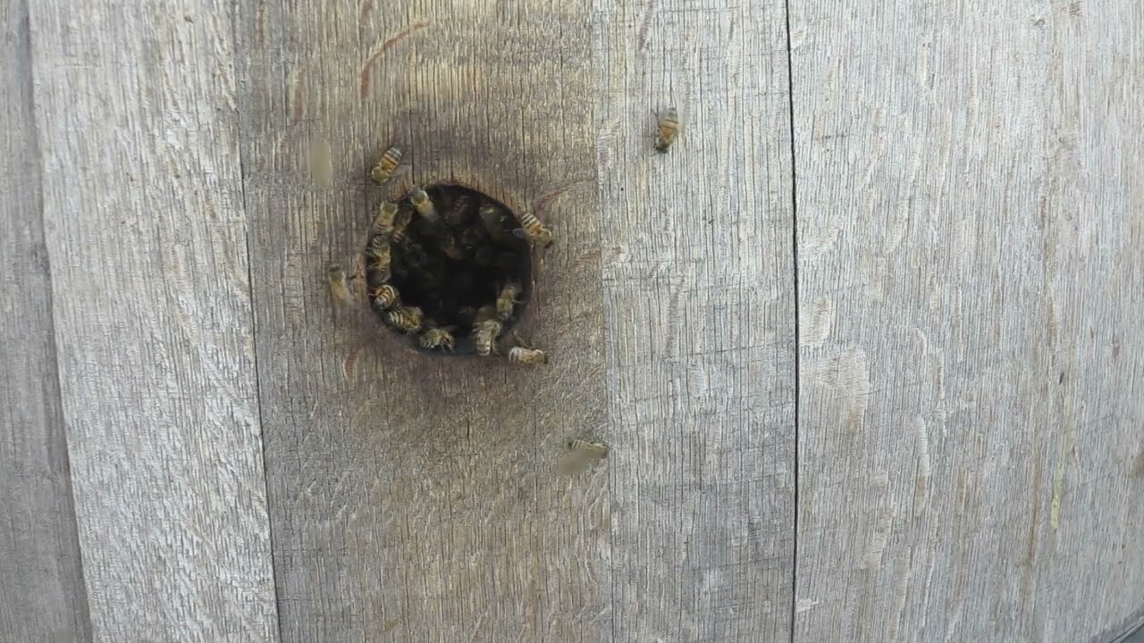 AFRICAN HONEY BEES & ANIMAL MINTZ - THE BIGKUSH