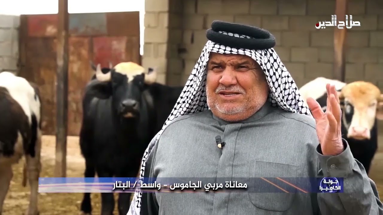 جولة كاميرا - معاناة مربي الجاموس - واسط