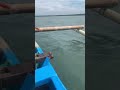 ikannya bikin mabok