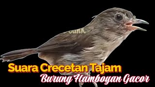 suara crecetan burung flamboyan gacor cocok untuk pancingan 