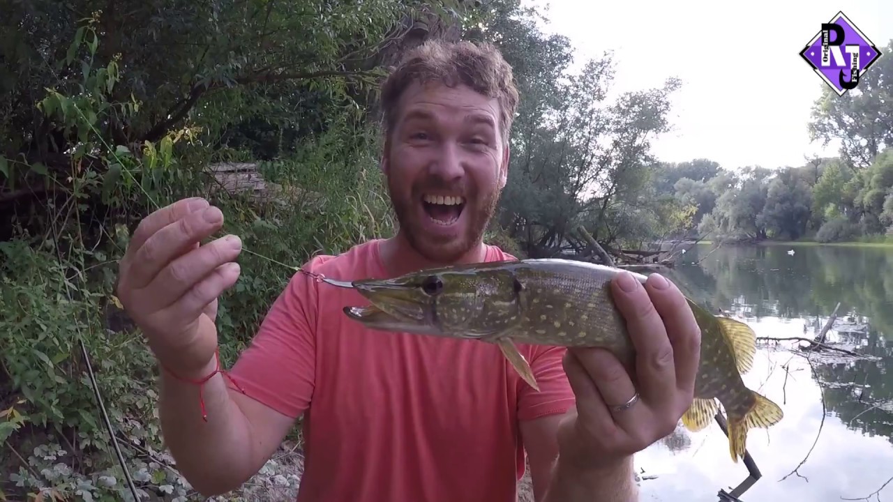 Wild fishing. Am Altrhein. YouTube