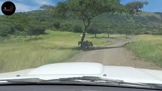 Come out with us into the wilds to visit the Zebra's